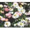 English Daisy Seeds - Bellis Perennis