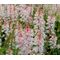 Foamflower Seeds - Tiarella Wherryi