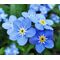 Forget Me Not Bulk Seeds - Myosotis Sylvatica
