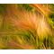 Foxtail Barley Seeds - Hordeum Jubatum