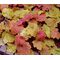 Heuchera Coral Bells Mix Seeds - Heuchera H.americana x villosa x H.micrantha