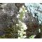 Heuchera Coral Bells Roundleaf Alumroot Seeds - Heuchera Cylindrica