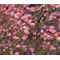 Heuchera Coral Bells Sandia Mountain Alumroot Seeds - Heuchera Pulchella