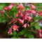 Heuchera Coral Bells Bressingham Hybrids Seeds - Heuchera Sanguinea