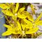 King's Spear Seeds - Asphodeline Lutea