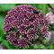 Angelica Korean Seeds - Angelica Gigas