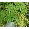 Lady's Mantle Alpine Seeds - Alchemilla Alpina