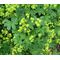 Lady's Mantle Silky Gold Strike Seeds - Alchemilla Sericata