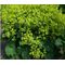 Lady's Mantle Select Robustica Seeds - Alchemilla Mollis