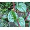 Malabar Spinach Red Stem Seeds - Basella Rubra