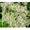 Mauritania Vine Reed Rope Grass Seeds - Ampelodesmos Mauritanicus