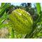 Balloon Plant Seeds - Gomphocarpus Physocarpus