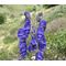 Monkshood Blue Seeds -Aconitum Napellus