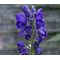 Monkshood Blue Seeds -Aconitum Napellus