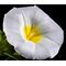 Morning Glory Dwarf Ensign White Seeds - Convolvulus Tricolor Minor