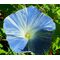 Morning Glory Flying Saucers Seeds - Ipomoea Tricolor