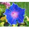 Morning Glory Japanese Blue Picotee Seeds - Ipomoea Nil