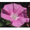 Morning Glory Japanese Morning Call Pink Seeds - Ipomoea Nil