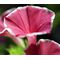 Morning Glory Japanese Red Picotee Seeds - Ipomoea Nil