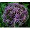 Onion Ornamental Star of Persia Seeds - Allium Christophii