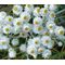 Pearly Everlasting Seeds - Anaphalis Margaritacea