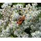 Pearly Everlasting Summer Snow Seeds - Anaphalis Triplinervis