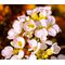 Rock Jasmine Caucasian Seeds - Androsace Albana