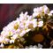 Rock Jasmine Alpine Seeds- Androsace Alpina