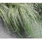 Sedge New Zealand Hair Amazon Mist Seeds - Carex Comans