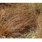 Sedge New Zealand Hair Cappuccino Seeds - Carex Tenuiculmis