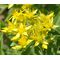 Sedum Goldilocks Stonecrop Seeds - Sedum Selskianumis