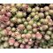 Sedum Lizard Stonecrop Seeds - Sedum Rubens