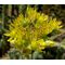 Sedum Mountain Stonecrop Seeds - Sedum Montanum