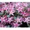 Sedum Obtusifolium Listoniae Stonecrop Seeds - Phedimus Obtusifolius