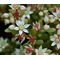Sedum Spanish Stonecrop Seeds - Sedum Hispanicum