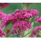 Sedum Stonecrop Pink Beacon Seeds - Hylotelephium Ussuriense