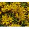 Sedum Striatus Stonecrop Seeds - Phedimus Middendorfianus Striatum