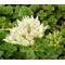 Sedum Summer Snow Stonecrop Seeds - Sedum Spurium