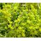Sedum Tasteless Stonecrop Seeds - Sedum Sexangulare