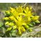 Sedum Ulleungdo Island Stonecrop Seeds - Sedum Takesimense