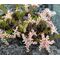 Sedum Widow's Cross Stonecrop Seeds - Sedum Pulchellum
