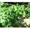 Snapdragon Creeping Seeds - Asarina Procumbens