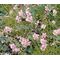 Stonecress Persian Seeds - Aethionema Grandiflorum