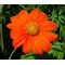 Sunflower Mexican Torch Seeds - Tithonia Rotundifolia