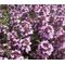 Thyme Mother of Thyme Seeds - Thymus Praecox