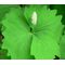 Vanilla Leaf Seeds - Achlys Triphylla