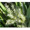 Astelia Shore Seeds - Astelia Banksii