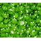 Woodruff Sweet Seeds - Galium Odoratum